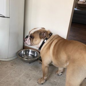 Meet your Posher, Duke